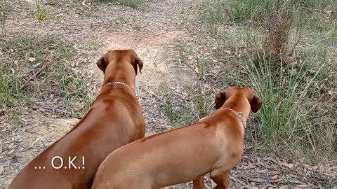 Ridgebacks Refuse To Act! ... Funny Pups!