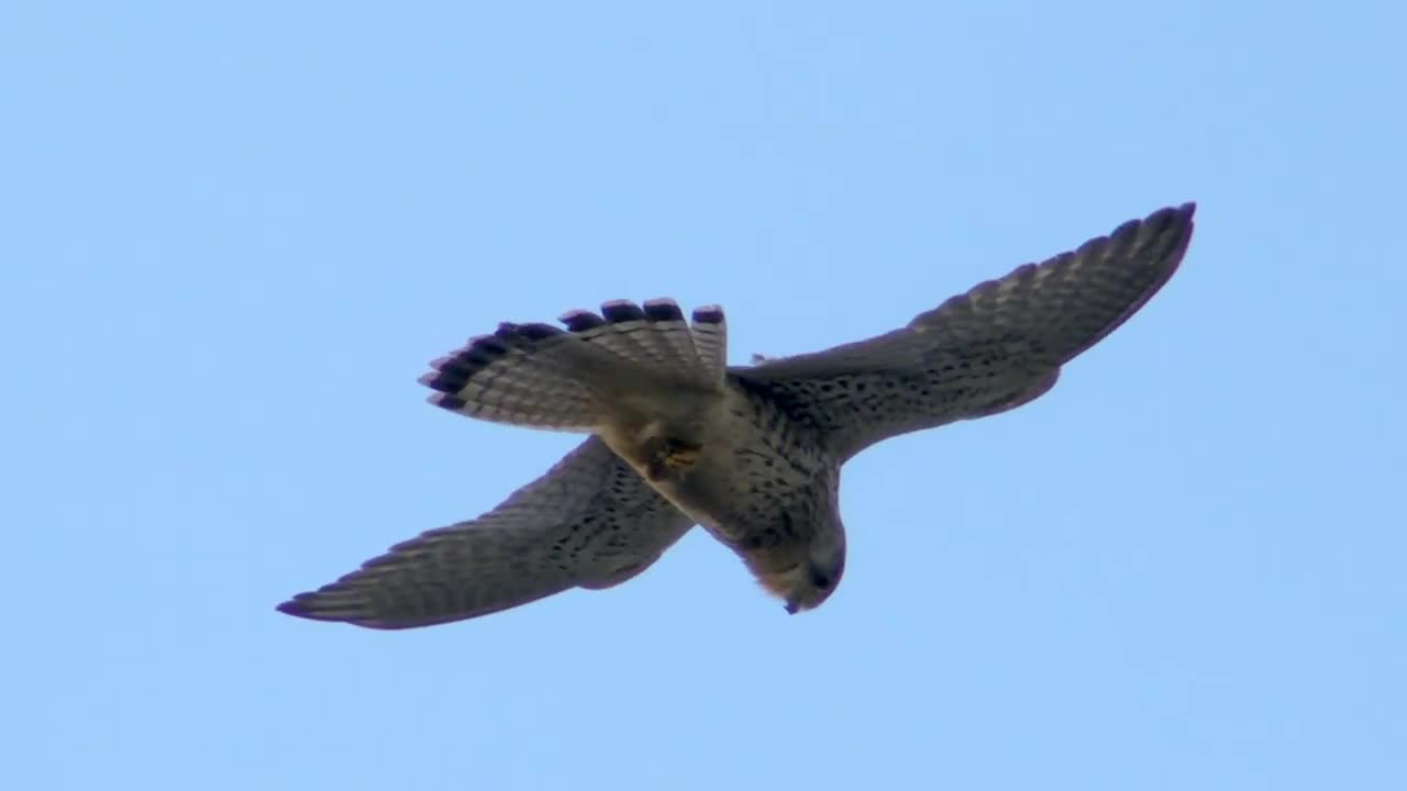 Kestrel bird