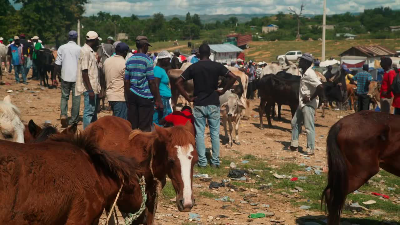 Small Horses at a Busy Haitian Animal Market