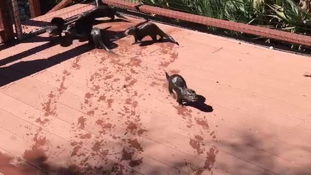 One Big Otter Family