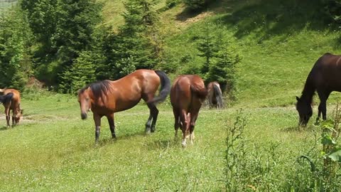 Horses on green meadow