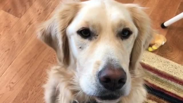 Golden dog being told to speak barks