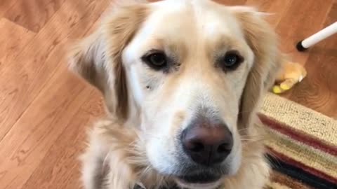 Golden dog being told to speak barks