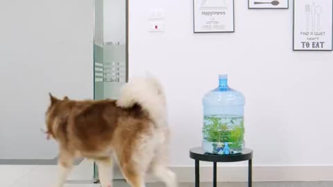 Smart Dog are cute and funny