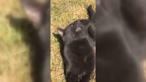 Try not to laugh