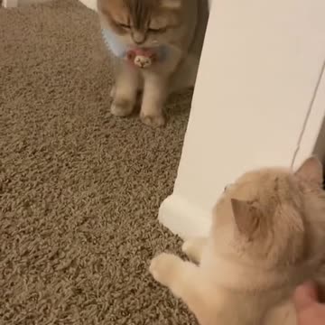 Cash knows nothing about love🙉