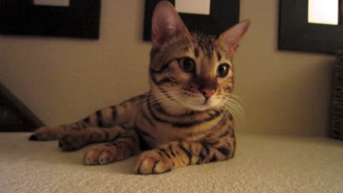 adorable bengal kitten meow