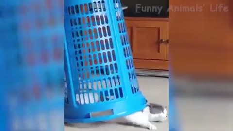 😂Watch this Dog and Cats doings😂