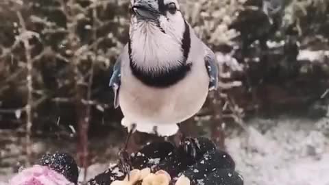 Animals / hungry bird / animal food