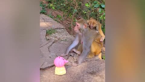 This monkey mother gave a toy to her child to make him happy ☺️