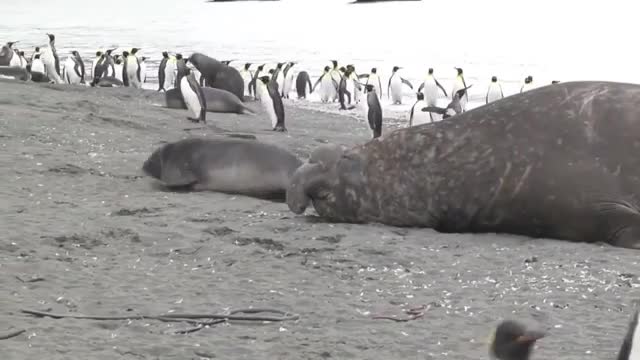 A seal escaping from the sea