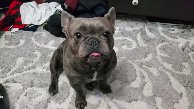 Frenchie just sitting around