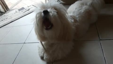 my little dog eating with his hands