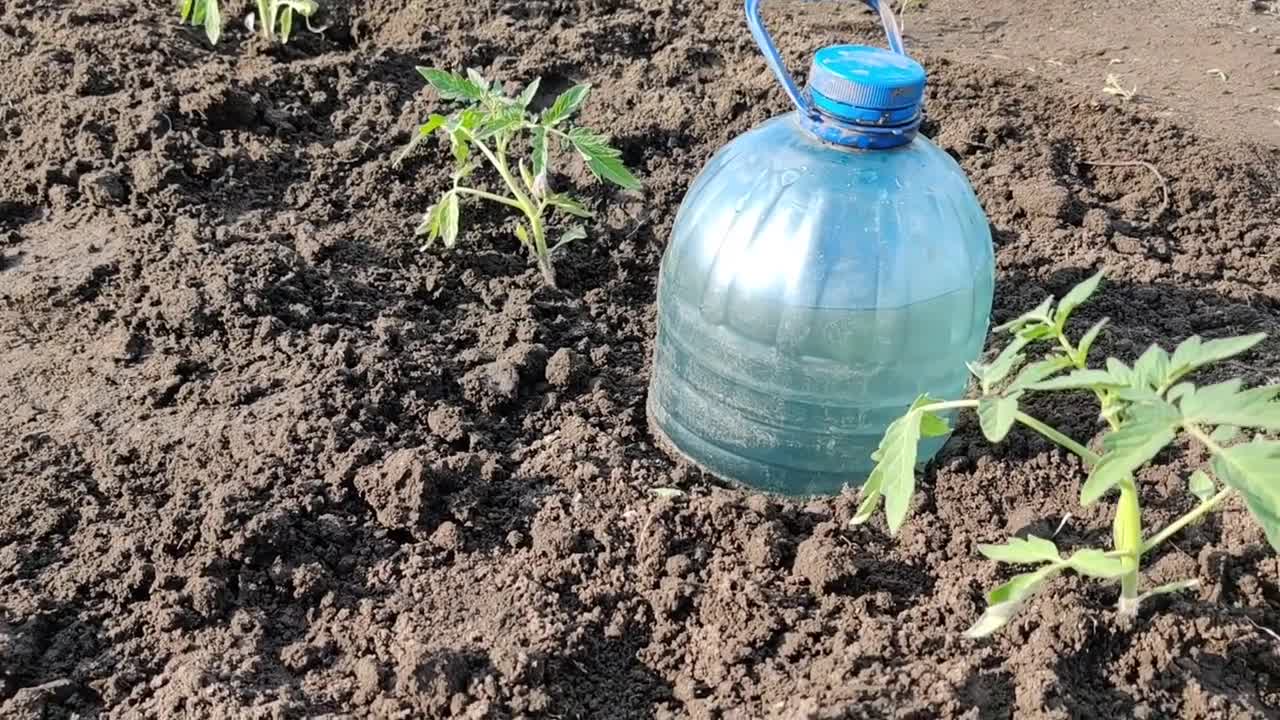 Simple & Quick Drip Irrigation System for Growing Tomatoes