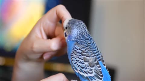 Funny Parrot talking and singing