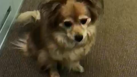 Dog trying to catch treat in slow motion