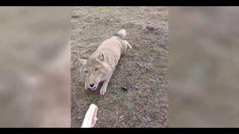 Tibetan fox get food