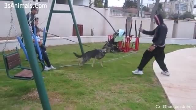 Watch this Dogs Protecting Their Owners from any hurt.