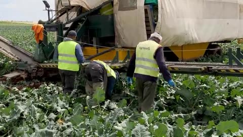 How Farmer Harvesting Tons of Fennel, Red Cabbage, Green Onion, Broccoli - Modern Vegetable Farming