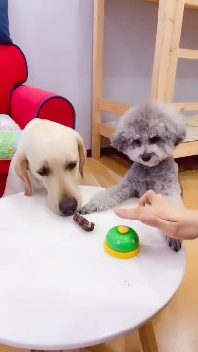 Who wants it...Cute & Funny Animals Videos 🐕‍🦺 Pets, Dogs & 🐱 Cats Compilation 2022