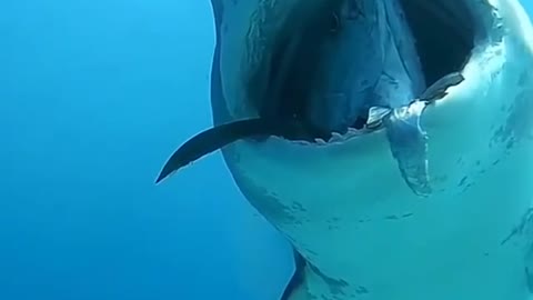 A dangerous predatory shark
