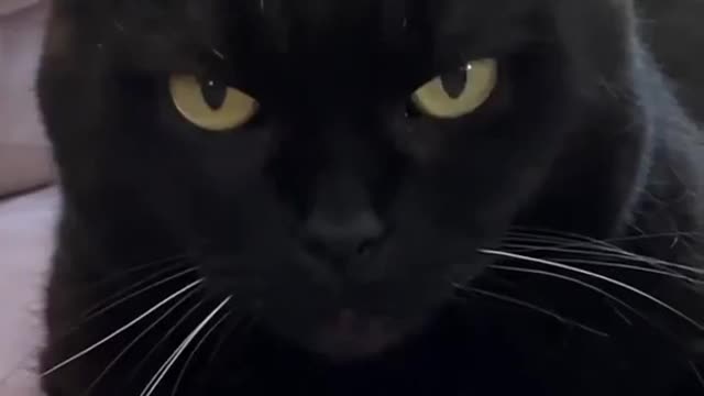 Funny cats videos _ help 🤣 me #shorts #cats #cutecats
