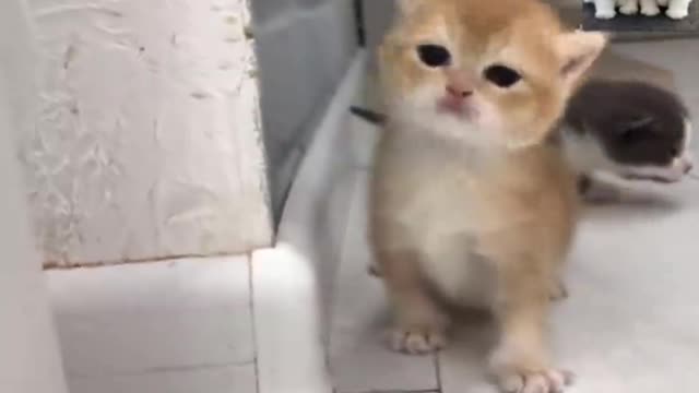 Cute and Funny Cat Videos Compilation 1