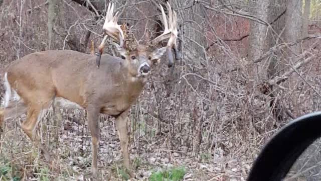 Monster Buck in Illinois