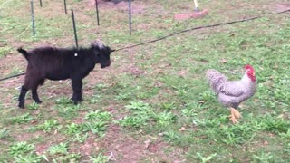 RAGNAR The Rooster vs Fights BO The Goat - Round 1, FIGHT