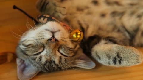 Cute cat video with 4k quality