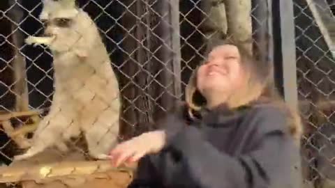 Cute racoon dancing