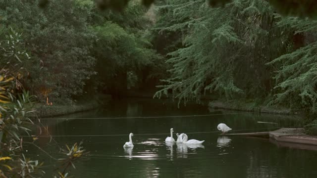 Extreme Long Shot of Swans in a Pond
