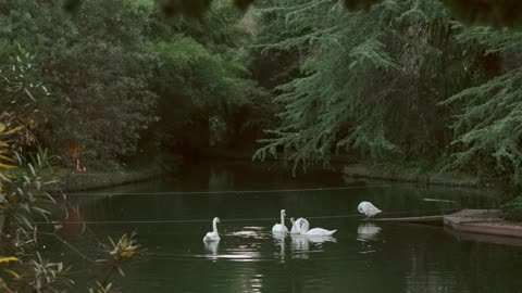 Extreme Long Shot of Swans in a Pond