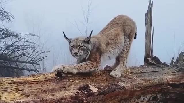 endangered exotic feline free in the forest