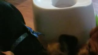 Oliver vs Ball machine