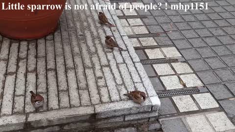 小麻雀不怕人嗎？原來。。。Little sparrow is not afraid of people? ! mhp1151, March 2021