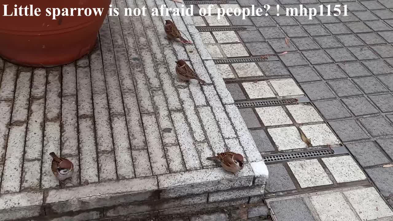 小麻雀不怕人嗎?原來。。。Little sparrow is not afraid of people? ! mhp1151, March 2021