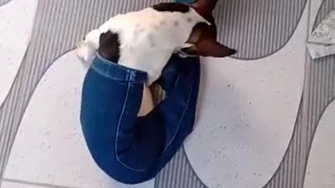 Quando o cachorro quer se parecer com a Ariel