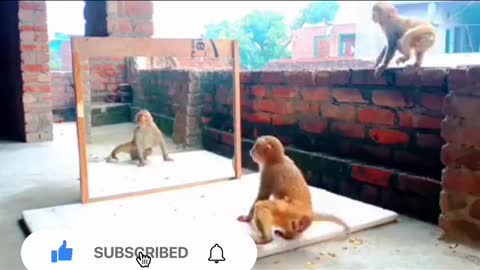 Monkey funny video/monkey OMG video/