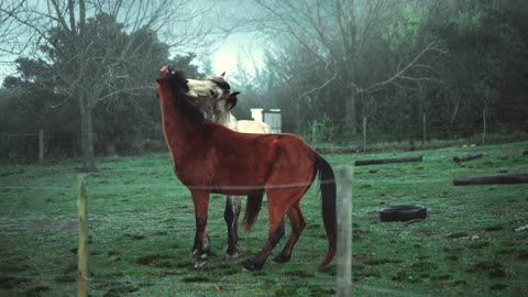 Beautiful horses playing