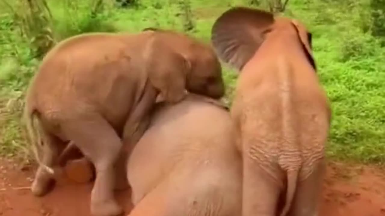 Cute Elephant kids