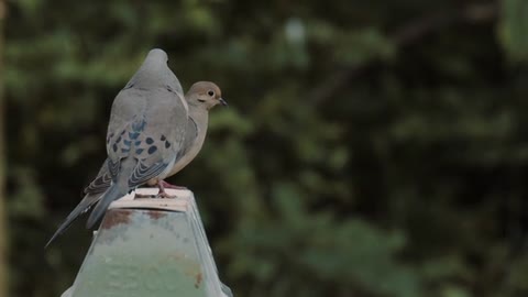 Bird video