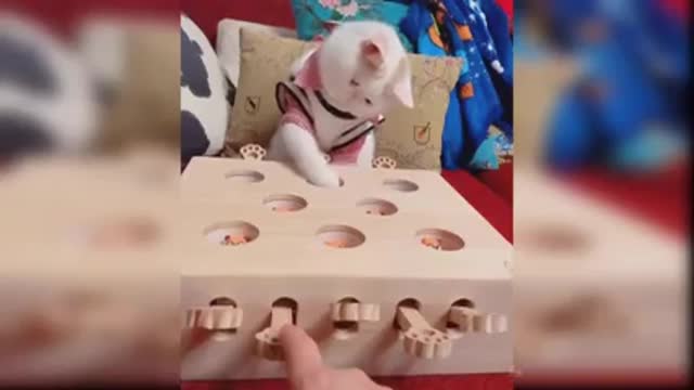 Cute baby cat funny video 🐈