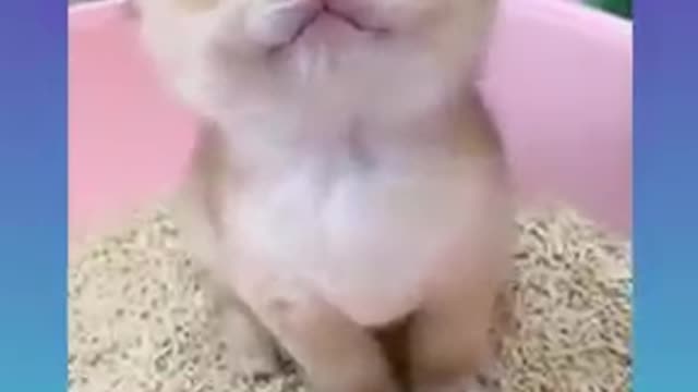 Cute little cat sounds funny