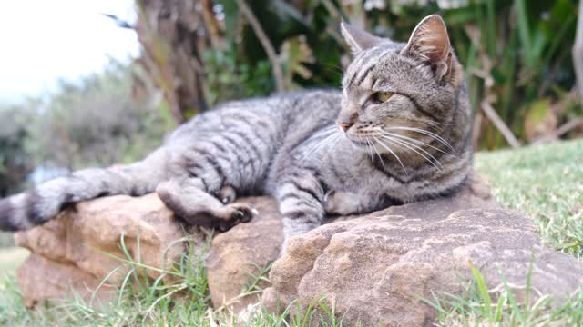 A Cat Resting On A Rock