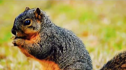 Lovely little squirrel, so cute