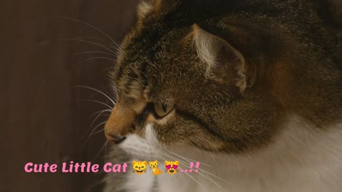 Beautiful Cute Cat 😸🐈😻..!!