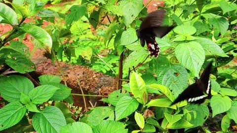 The beautiful butterfly flies among plants and flowers