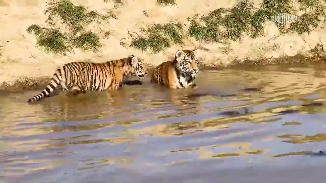 Amur tiger cubs went out into the "big world" for the first time and bathed