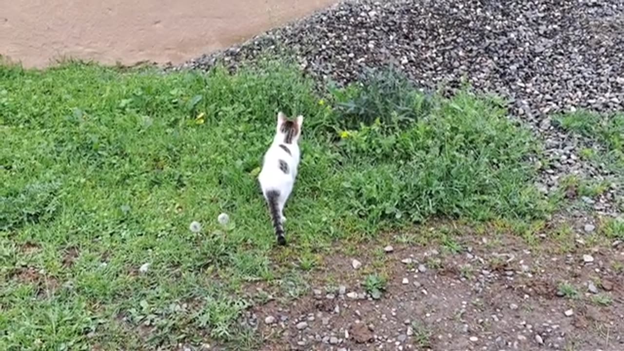 The searching cat finally found the lizard. The cat took the lizard to eat.